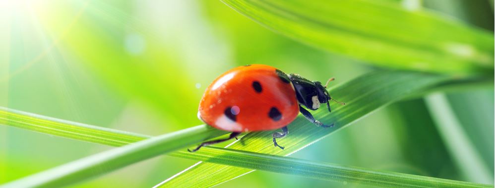 Lessons From Brand Strategy: How Culture Drives Dominance